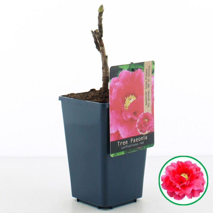 Bijūnai krūminiai MIX (Lot Paeonia suffr.
