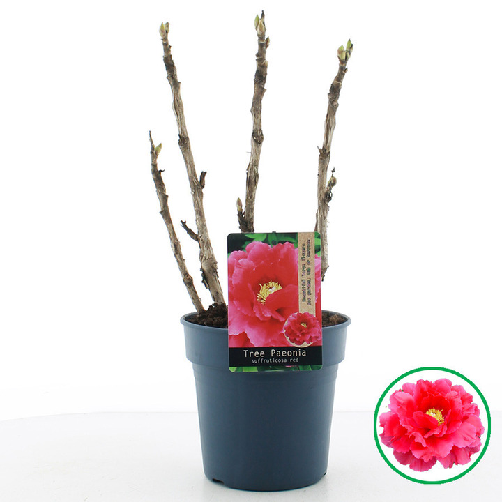 Bijūnai krūminiai MIX (Lot Paeonia suffr.
