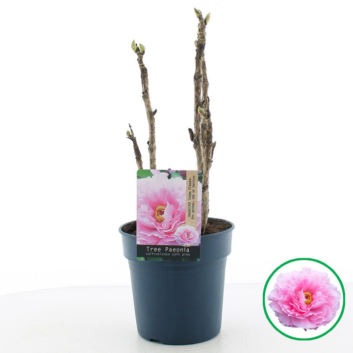 Bijūnai krūminiai MIX (Lot Paeonia suffr.