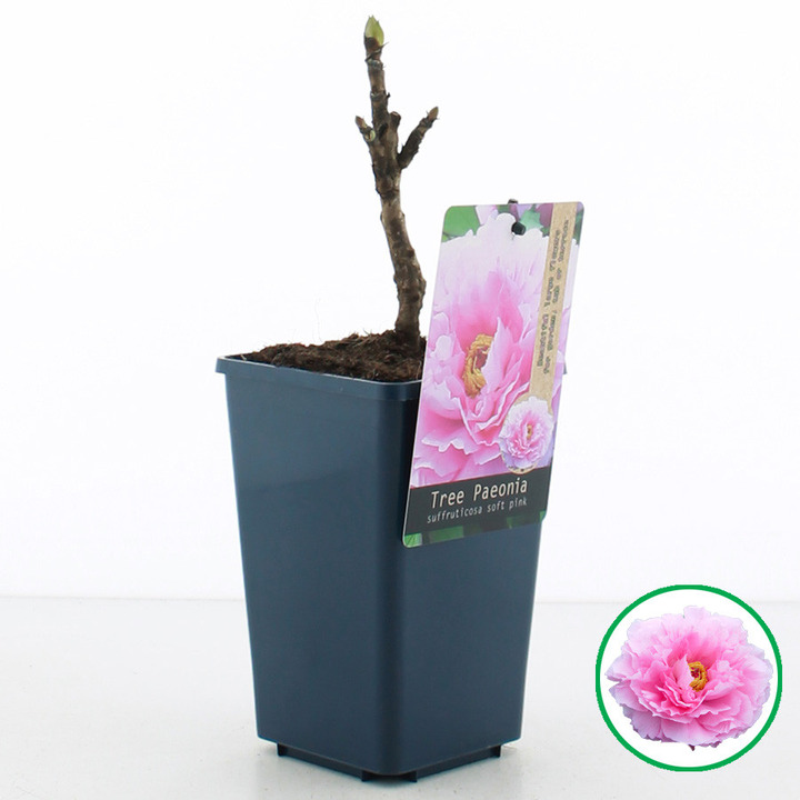 Bijūnai krūminiai MIX (Lot Paeonia suffr.