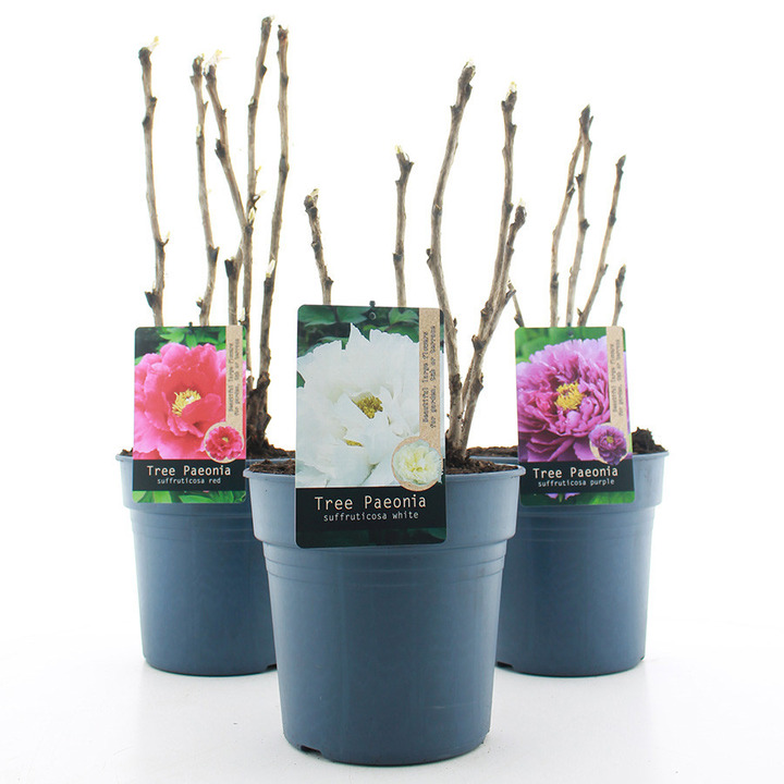 Bijūnai krūminiai MIX (Lot Paeonia suffr.