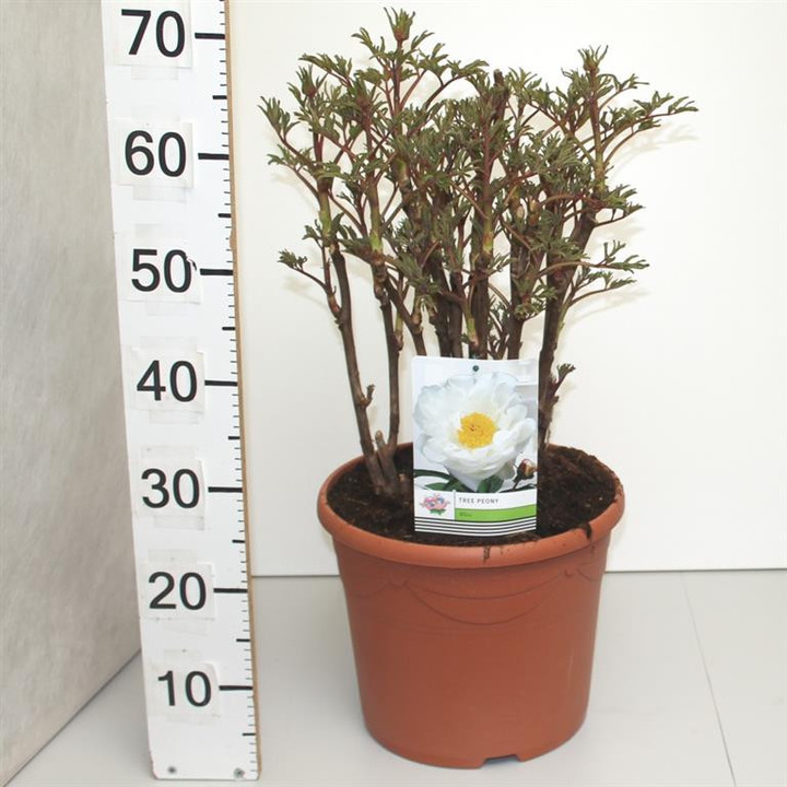 Bijūnai krūminiai MIX (Lot Paeonia suffr.