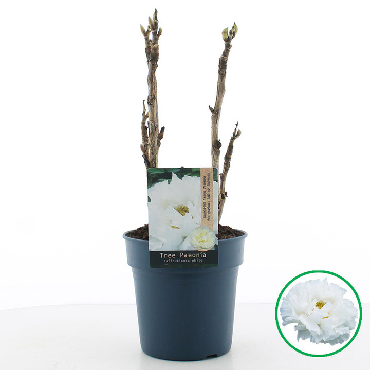 Bijūnai krūminiai MIX (Lot Paeonia suffr.