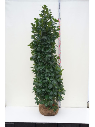 Mėlėsas (Lot Perovskia atripl.) 'Silvery Blue' C3/P19 20-25 CM-MELĖSAS-DAUGIAMETĖS GĖLĖS