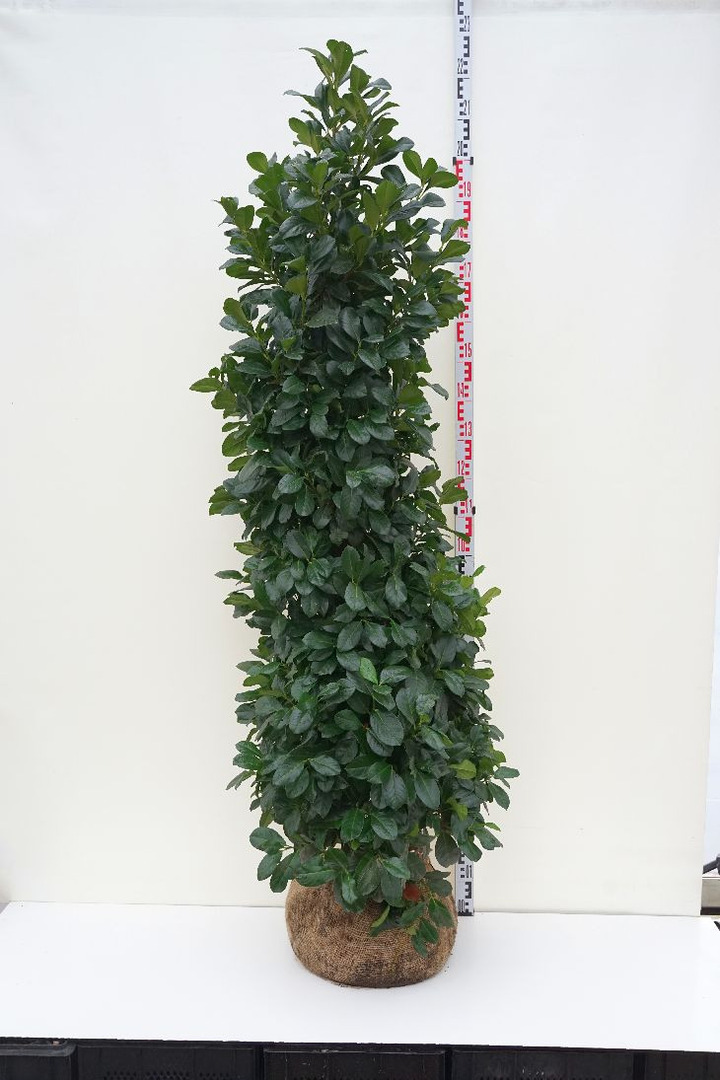 Mėlėsas (Lot Perovskia atripl.) 'Silvery Blue' C3/P19 20-25 CM-MELĖSAS-DAUGIAMETĖS GĖLĖS
