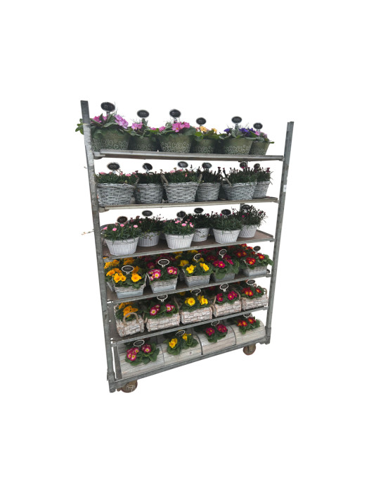 Annuals (Lot Annuals) MIX CC-KITI-DAUGIAMETĖS GĖLĖS