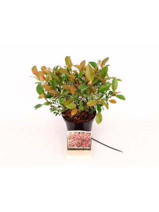 Fotinija (Lot Photinia fraseri) 'Little Fenna' C1,5/P15 20-30 CM-FOTINIJOS-KRŪMAI