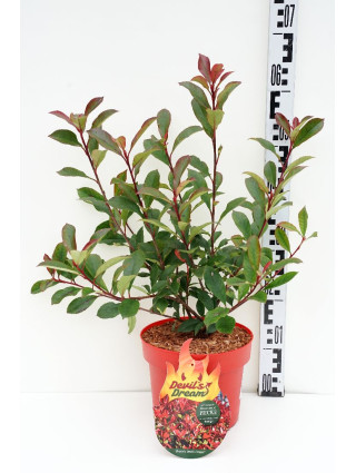 Fotinija (Lot Photinia fraseri) 'Devil's Dream' C4/P21-FOTINIJOS-KRŪMAI