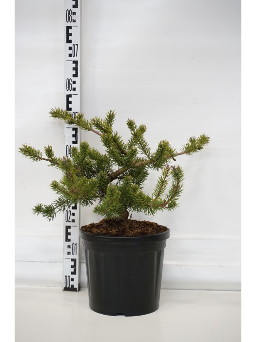 Pušis bankso (Lot Pinus banksiana) 'Velda' C7,5/P26 30-40 CM-PUŠYS-SPYGLIUOČIAI