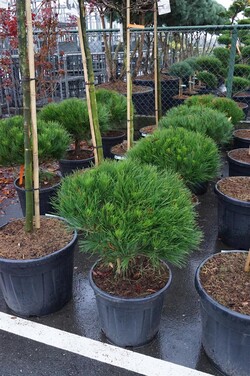 Pušis gausiažiedė (Lot Pinus dens.) 'Alice Verkade' C30 60-70 CM - nuotrauka 2