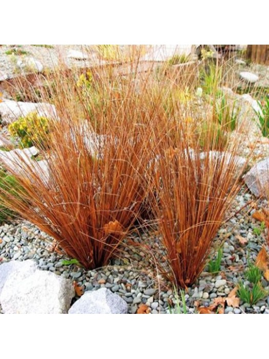 Viksva žvilgioji ( Lot. Carex Buchananii) RED ROOSTER-VIKSVOS-SMILGOS - VARPINIAI AUGALAI