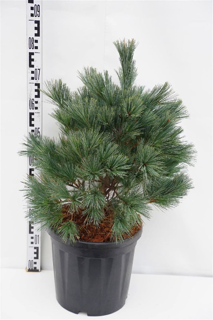 Pušis lanksčioji (Lot Pinus flexilis) 'Pygmaea' C18 50-60 CM-PUŠYS-SPYGLIUOČIAI