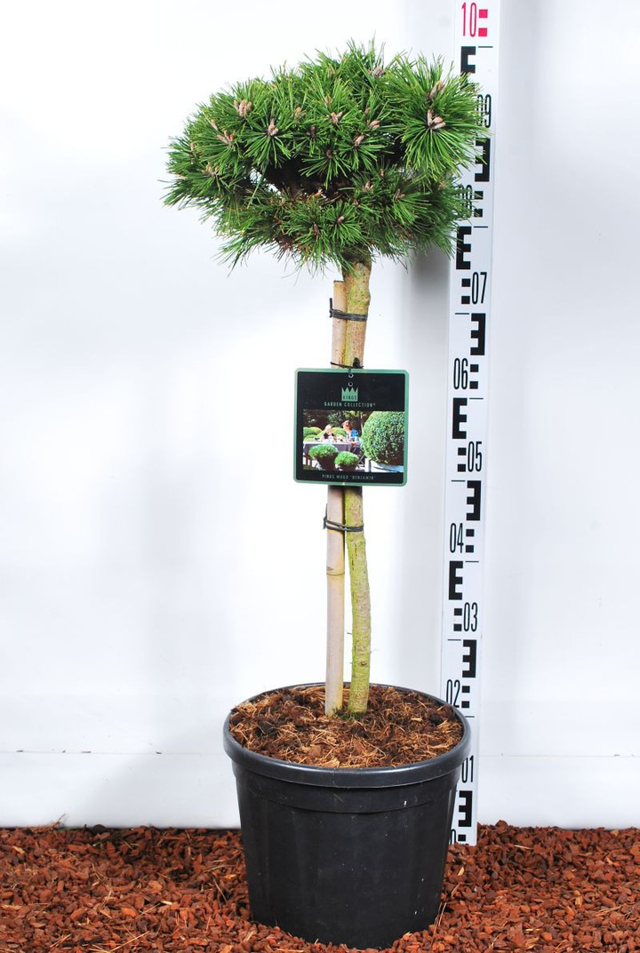 Pušis kalninė (Lot Pinus mugo) 'Benjamin' C10 STIEBAS 50 CM-PUŠYS-SPYGLIUOČIAI