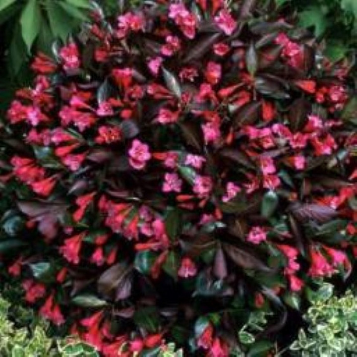 Veigelė Gražiažiedė (Weigela Florida) MINOR BLACK-VEIGĖLĖS-KRŪMAI