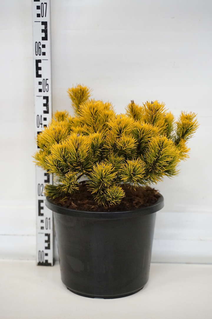 Pušis kalninė (Lot Pinus mugo) 'Carsten's Winter Gold' C12 30-40 CM-PUŠYS-SPYGLIUOČIAI