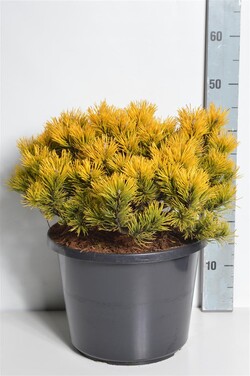 Pušis kalninė (Lot Pinus mugo) 'Carsten's Winter Gold' C12 30-40 CM - nuotrauka 2