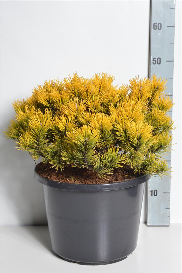 Pušis kalninė (Lot Pinus mugo) 'Carsten's Winter Gold' C12 30-40 CM-PUŠYS-SPYGLIUOČIAI