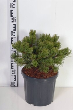 Pušis kalninė (Lot Pinus mugo) 'Krauskopf' C7,5/P26 30-35 CM - nuotrauka 2