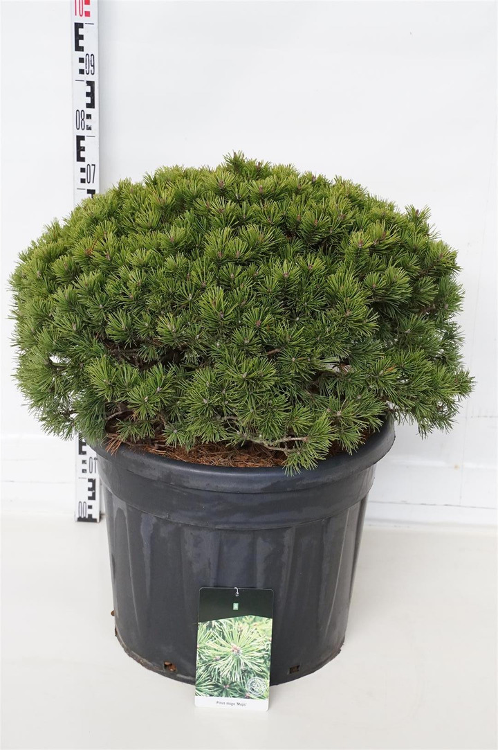 Pušis kalninė (Lot Pinus mugo) 'Mops' C70 60-80 CM SOL.