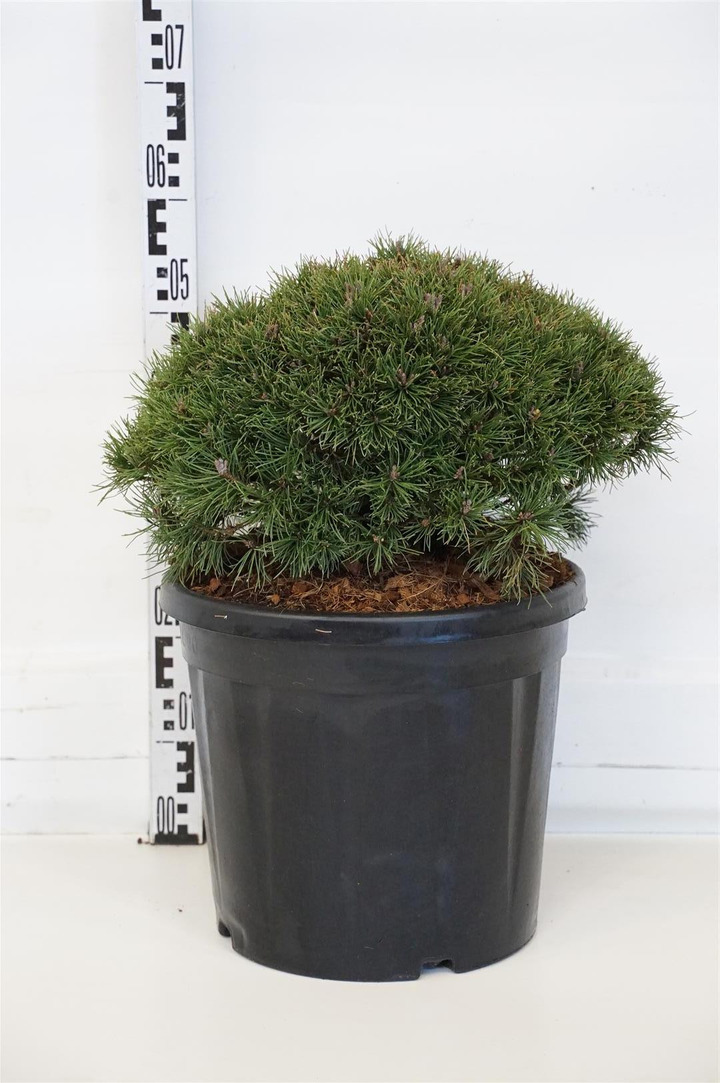 Pušis kalninė (Lot Pinus mugo) 'Mops' C20 40/+ CM-PUŠYS-SPYGLIUOČIAI