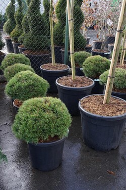 Pušis kalninė (Lot Pinus mugo) 'Mops' C20 40/+ CM - nuotrauka 2