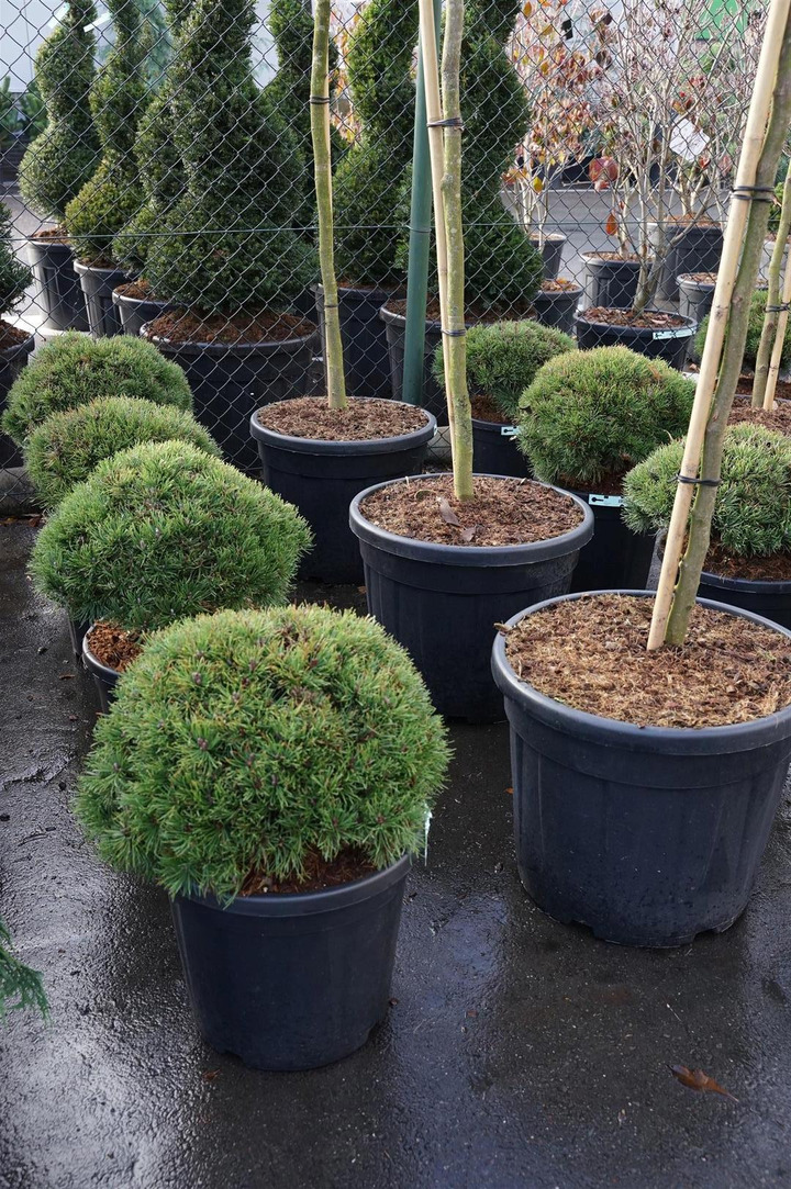Pušis kalninė (Lot Pinus mugo) 'Mops' C20 40/+ CM-PUŠYS-SPYGLIUOČIAI