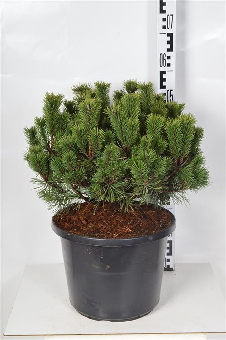 Pušis kalninė (Lot Pinus mugo) 'Mops' C12 30-40 CM-PUŠYS-SPYGLIUOČIAI