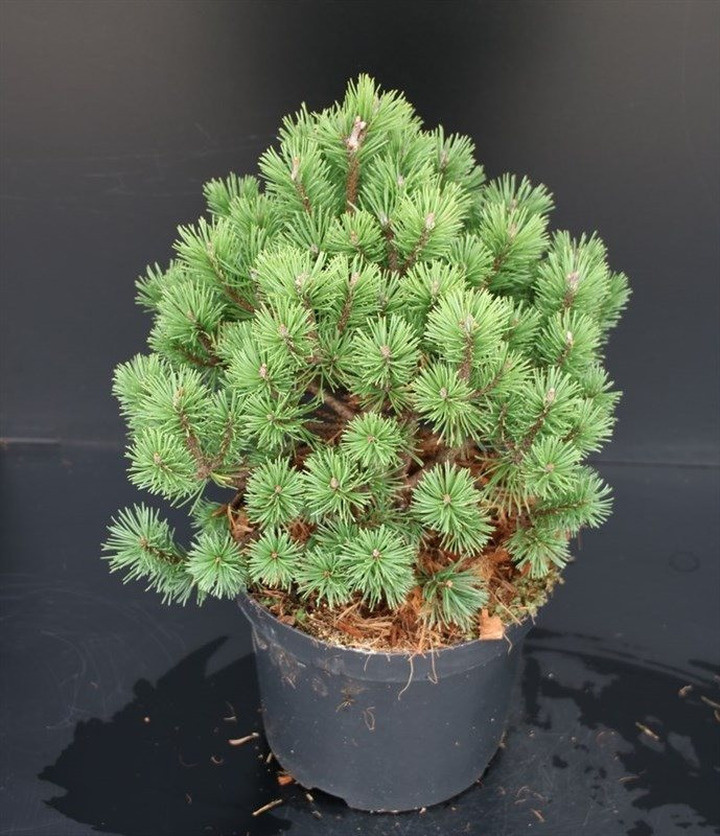 Pušis kalninė (Lot Pinus mugo) 'Mops' C7,5/P26 30-35 CM-PUŠYS-SPYGLIUOČIAI