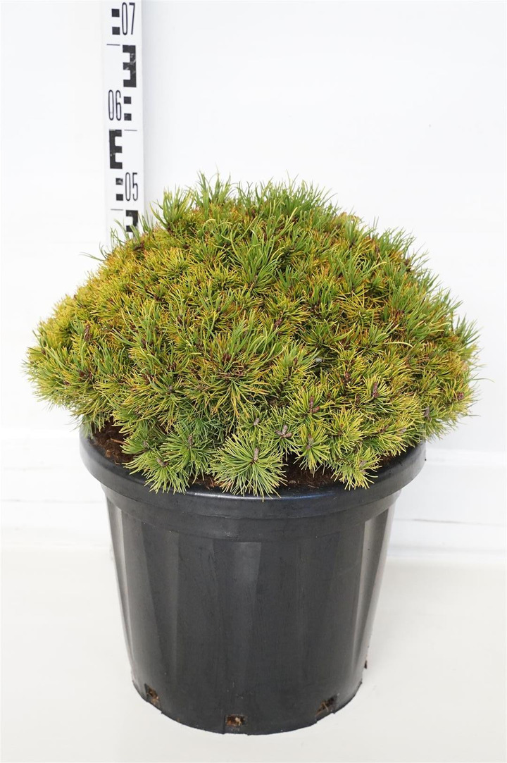 Pušis kalninė (Lot Pinus mugo) 'Ophir' C25 40-45 CM-PUŠYS-SPYGLIUOČIAI