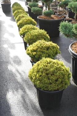 Pušis kalninė (Lot Pinus mugo) 'Ophir' C25 40-45 CM - nuotrauka 2