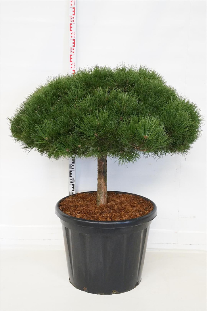 Pušis juodoji (Lot Pinus nigra) 'Brepo' C110 STIEBAS 30 CM-PUŠYS-SPYGLIUOČIAI