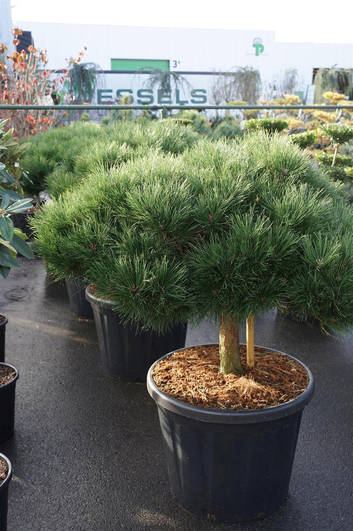 Pušis juodoji (Lot Pinus nigra) 'Brepo' C110 STIEBAS 30 CM-PUŠYS-SPYGLIUOČIAI