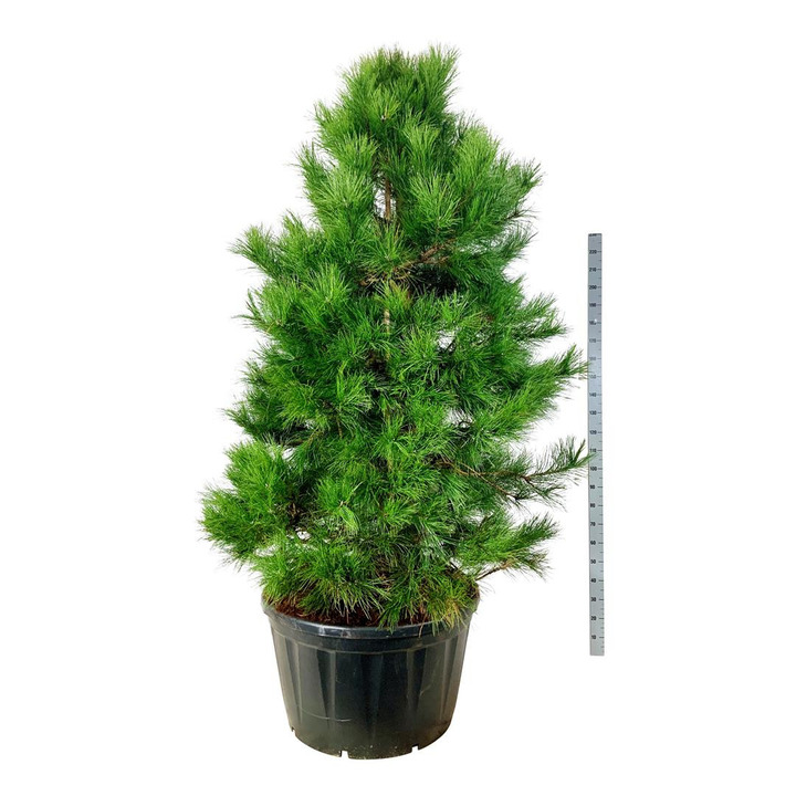 Pušis juodoji (Lot Pinus nigra) C285 200-225CM SOL-PUŠYS-SPYGLIUOČIAI