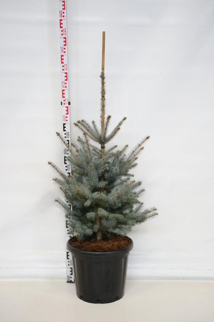 Eglė dygioji (Lot Picea pungens) 'Edith' C25 80-100 CM-EGLĖS-SPYGLIUOČIAI