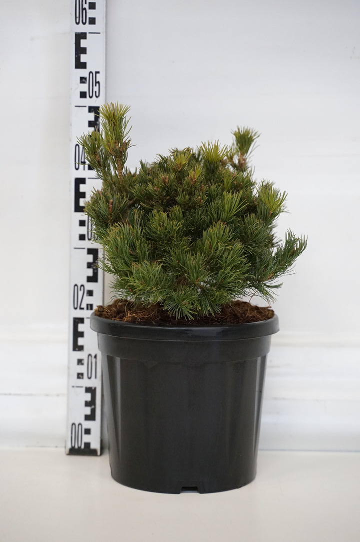 Pušis smulkiažiedė (Lot Pinus parv.) 'Kuso Dama' C7,5/P26 25-30 CM-SMULKEŽIEDĖS PUŠYS-PUŠYS