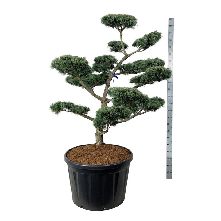 Pušis smulkiažiedė (Lot Pinus parv.) 'Negishi' NIWAKI BONSAI 125-150 C230-SMULKEŽIEDĖS PUŠYS-PUŠYS