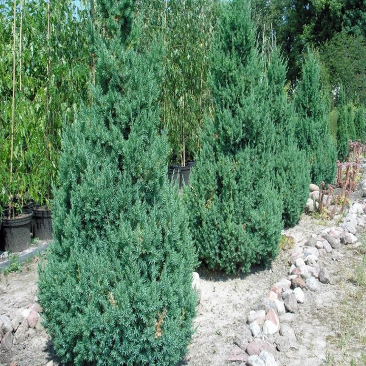 Kadagys Kininis (Lot Juniperus Chinensis) 'STRICTA' C3 40-50CM-KADAGIAI-SPYGLIUOČIAI