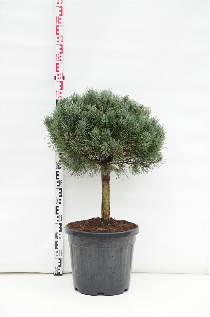 Pušis paprastoji (Lot Pinus sylv.) 'Watereri' 40 CM STEM C30-PUŠYS-SPYGLIUOČIAI