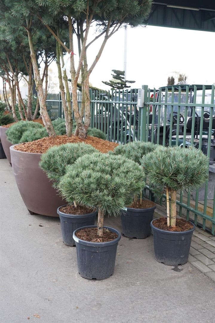 Pušis paprastoji (Lot Pinus sylv.) 'Watereri' 40 CM STEM C30-PUŠYS-SPYGLIUOČIAI
