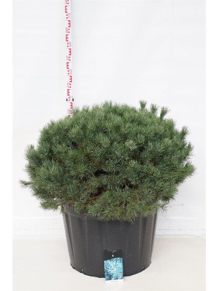 Pušis paprastoji (Lot Pinus sylv.) 'Watereri' C180 100-125 CM SOL-PUŠYS-SPYGLIUOČIAI