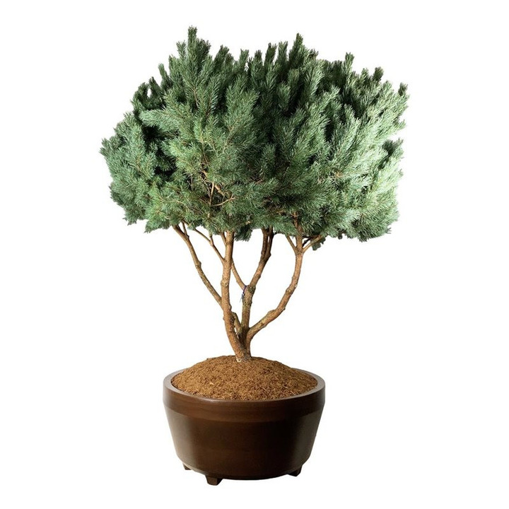Pušis paprastoji (Lot Pinus sylv.) 'Watereri' SKĖTINĖS FORMOS 225-250 C800 BRONS JUMBO 145-PUŠYS-SPYGLIUOČIAI