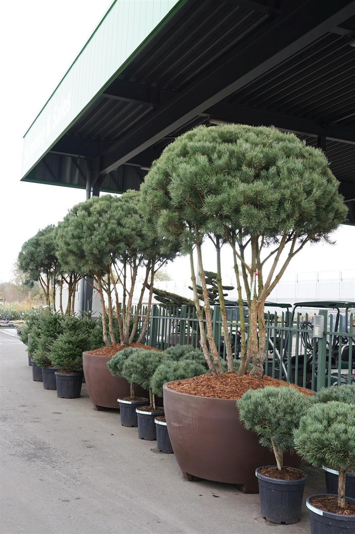 Pušis paprastoji (Lot Pinus sylv.) 'Watereri' SKĖTINĖS FORMOS 225-250 C800 BRONS JUMBO 145-PUŠYS-SPYGLIUOČIAI