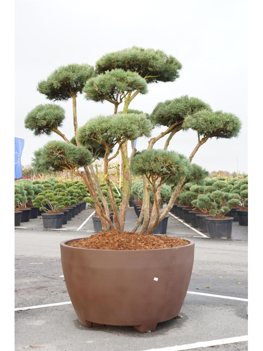 Pušis paprastoji (Lot Pinus sylv.) 'Watereri' MIWAKI BONSAI 175-200 C800 BRONS JUMBO 145-PUŠYS-SPYGLIUOČIAI