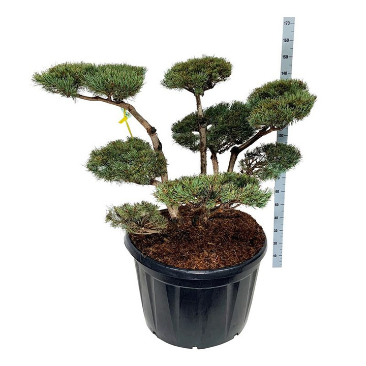 Pušis paprastoji (Lot Pinus sylv.) 'Watereri' NIWAKI BONSAI 80-100 C230-PUŠYS-SPYGLIUOČIAI