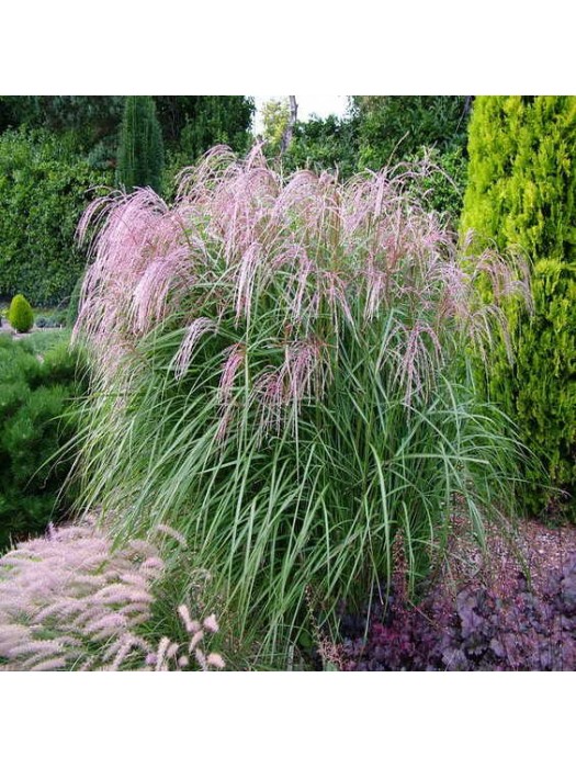 Miskantas Kininis (Lot Miscanthus Sinensis),FLAMINGO"-MISKANTAI-SMILGOS - VARPINIAI AUGALAI