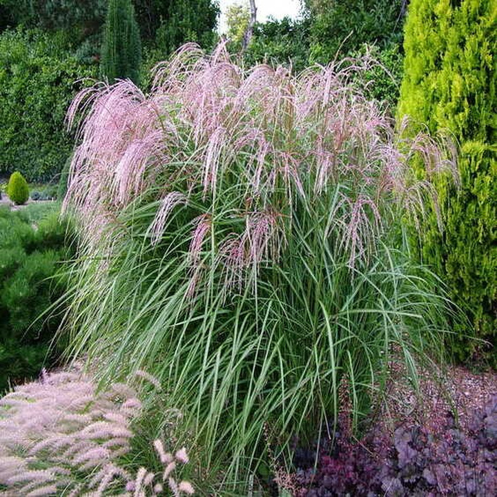 Miskantas Kininis (Lot Miscanthus Sinensis),FLAMINGO"-MISKANTAI-SMILGOS - VARPINIAI AUGALAI