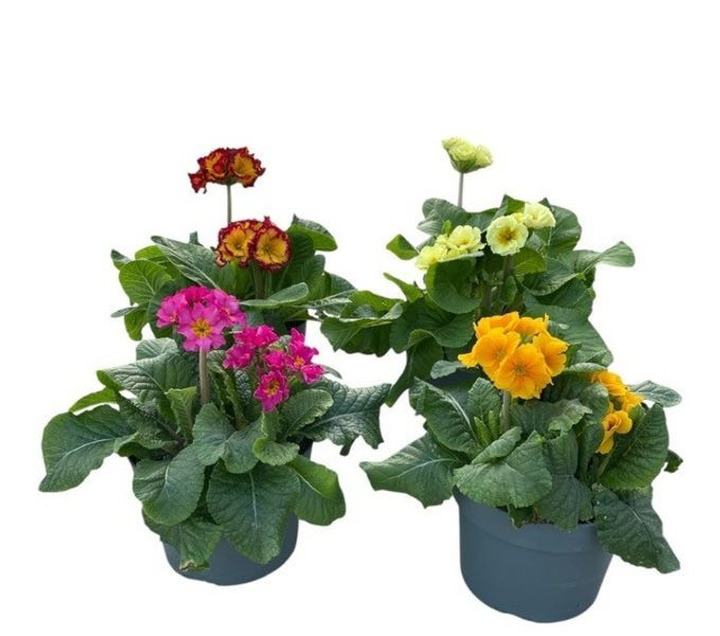 Aukštoji raktažolė (Lot Primula elatior) C3/P19-RAKTAŽOLĖS-DAUGIAMETĖS GĖLĖS