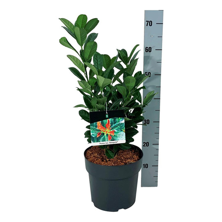 Lauro vyšnia (Lot Prunus laur.) 'Bonaparte' C6,5/P24 40-50 CM-VYŠNIOS DEKORATYVINĖS-SAKUROS-MEDŽIAI