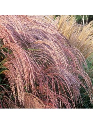 Miskantas Kininis (Lot Miscanthus Sinensis),FLAMINGO"-MISKANTAI-SMILGOS - VARPINIAI AUGALAI