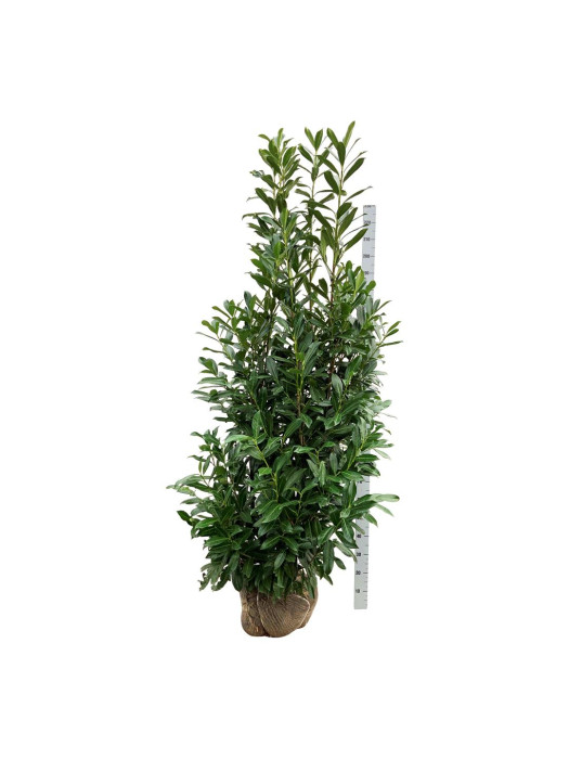 Lauro vyšnia (Lot Prunus laur.) 'Caucasica' 225-250 CM RB EXTRA TRNSPL-VYŠNIOS DEKORATYVINĖS-SAKUROS-MEDŽIAI